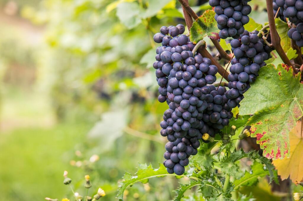 types of red wine